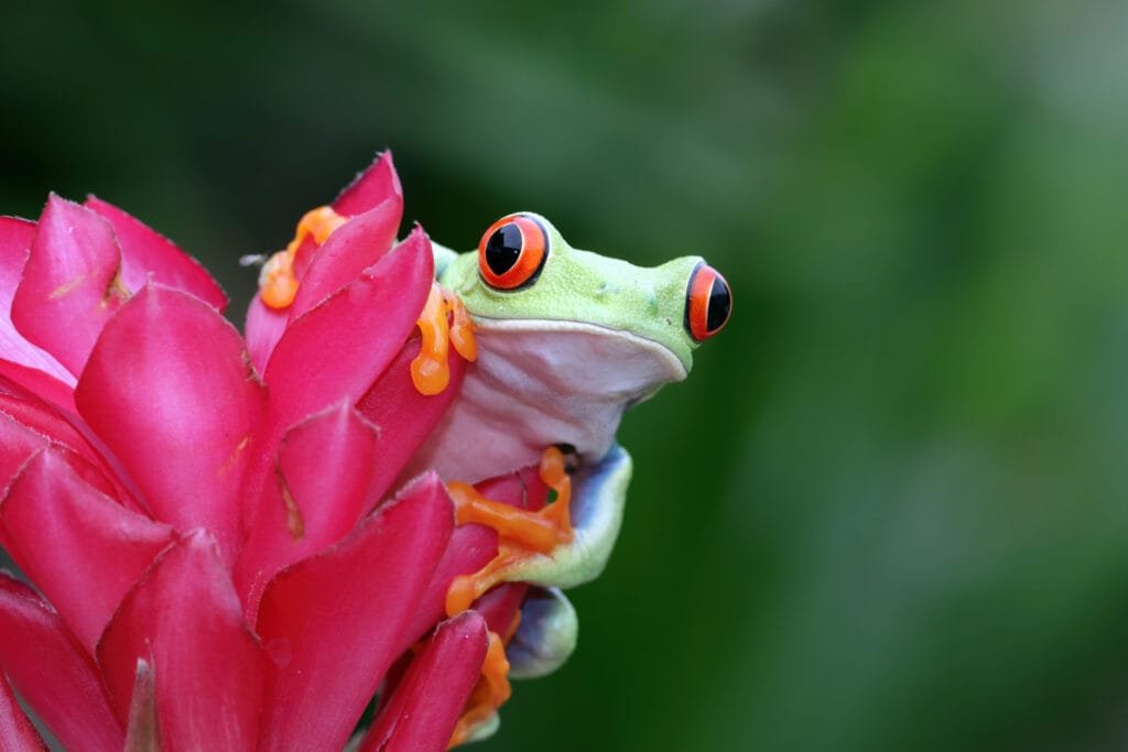 redeyed-tree-frog-closeup-leaves-redeyed-tree-frog-agalychnis-callidryas-closeup-flower